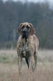 DOGUE ALLEMAND 748